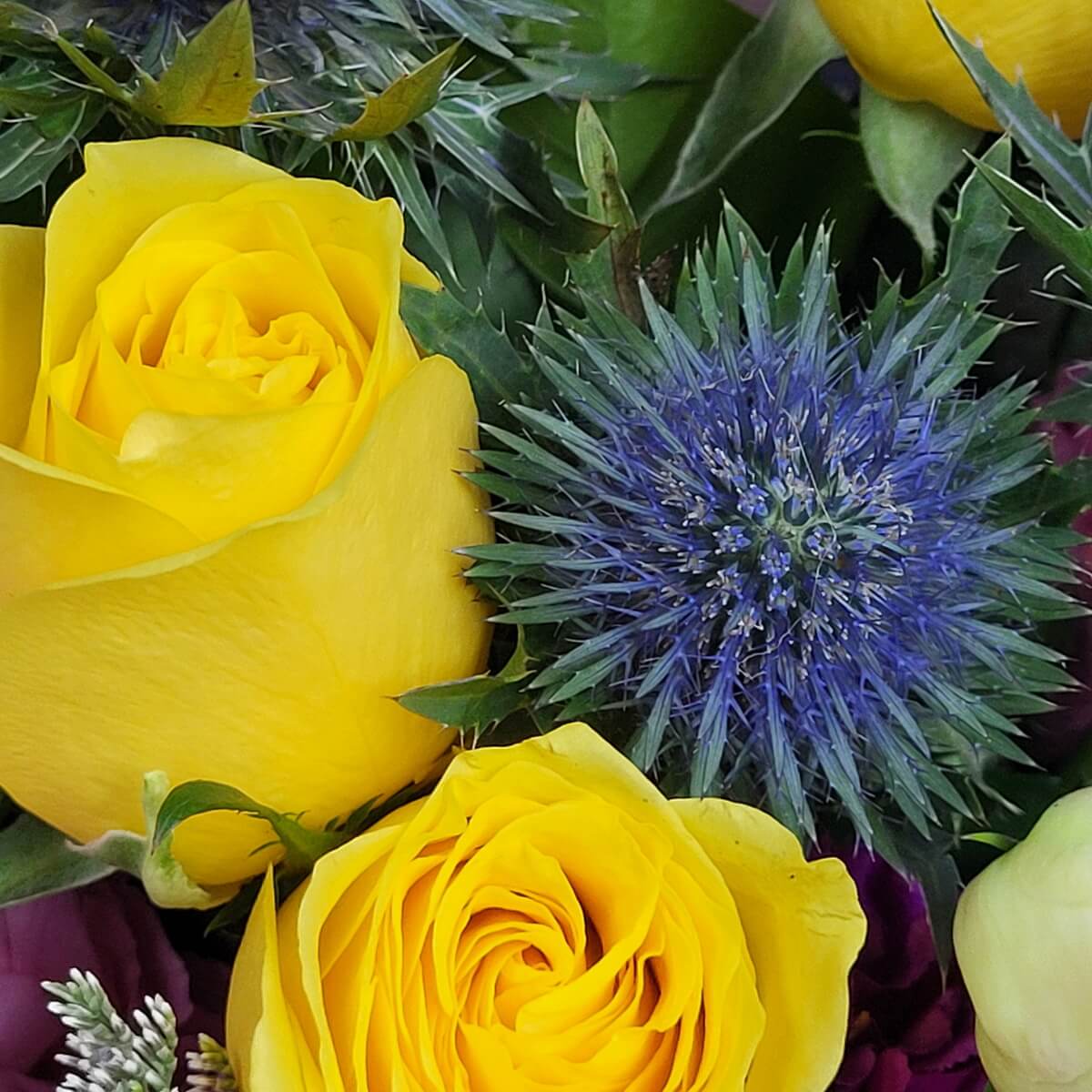 Close-up of bright yellow roses and spiky blue eryngium thistles with mixed foliage - 鮮黃玫瑰與藍色松球花特寫，搭配綠葉與其他花材。