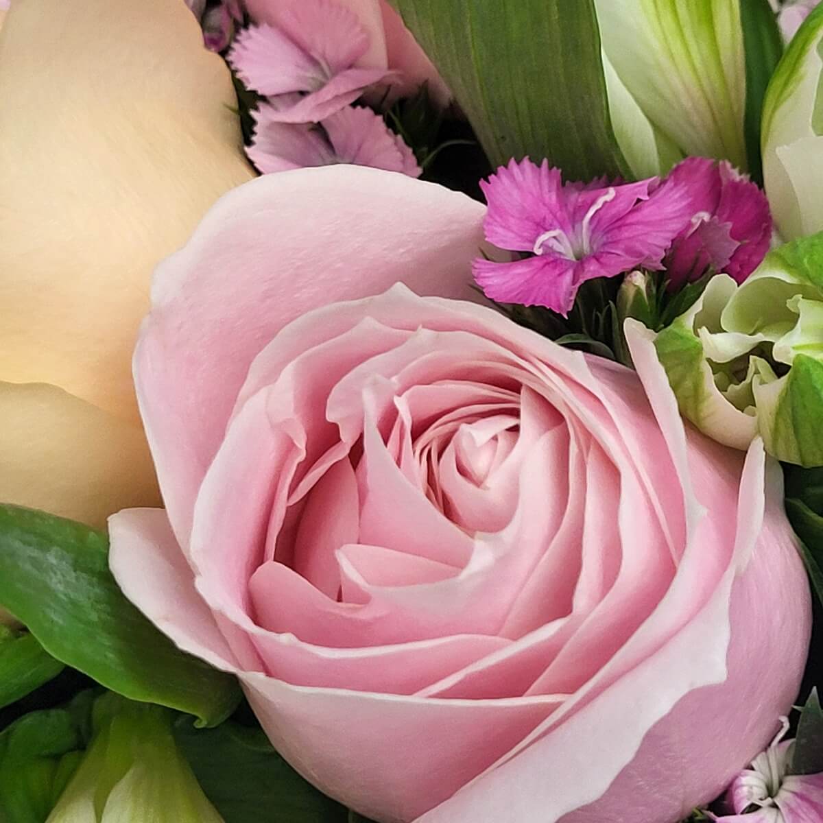 Macro shot of delicate pink rose framed by champagne rose petals, white alstroemeria buds, and vivid purple dianthus bloom 粉紅玫瑰特寫，周圍配以香檳玫瑰花瓣、白色六出花苞與鮮紫石竹花