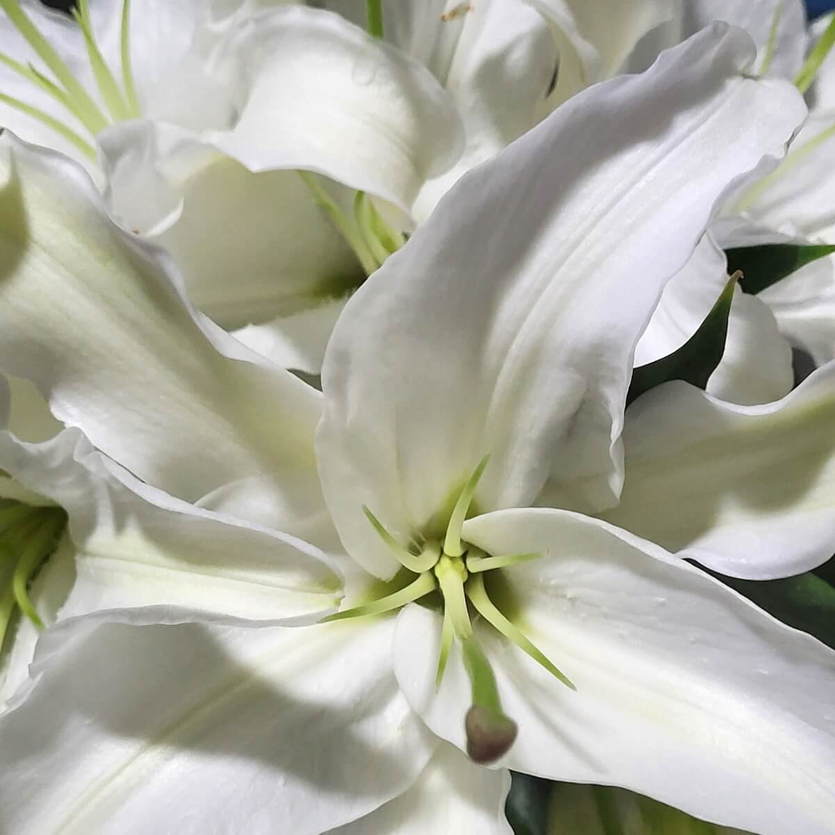 Detailed view of elegant white oriental lilies with curling petals and pale green stamens, softly layered in bloom | 純白東方百合特寫，花瓣優雅層疊綻放，花蕊淡綠細緻，展現清新質感。