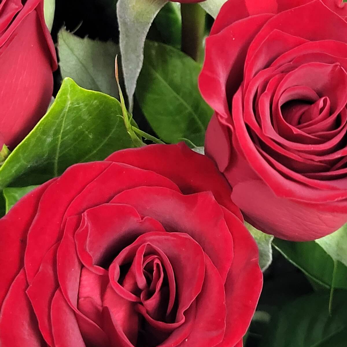 Zoomed-in view of velvety red roses surrounded by lush green foliage. 絲絨般紅玫瑰與濃綠葉片的放大構圖。