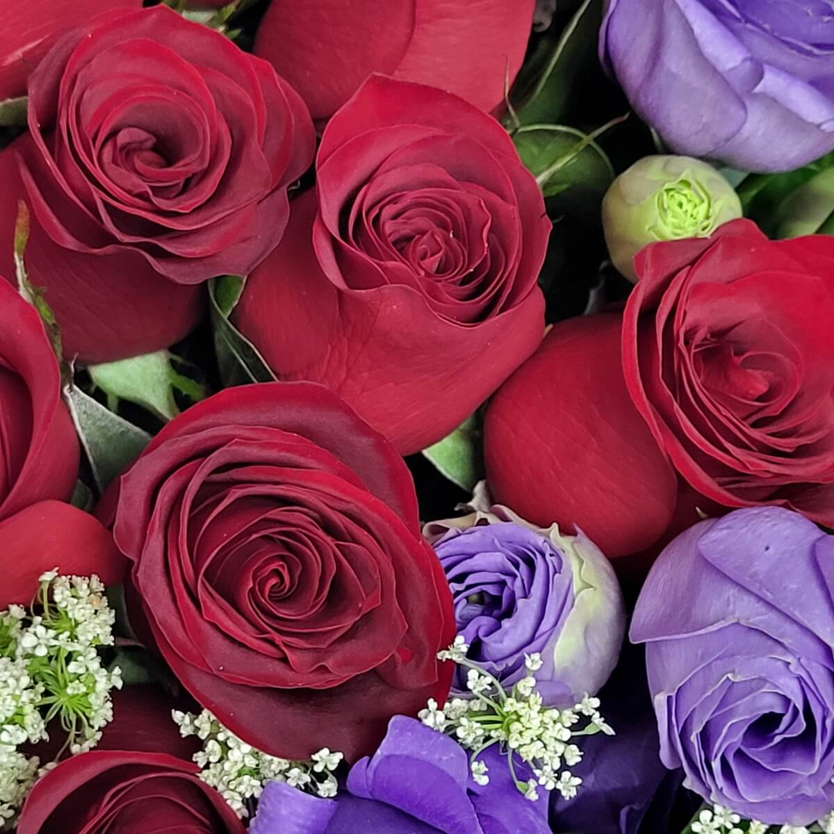 Close-up of velvety red roses paired with purple lisianthus and delicate baby's breath 深紅玫瑰配紫色洋桔梗及滿天星的細節特寫。