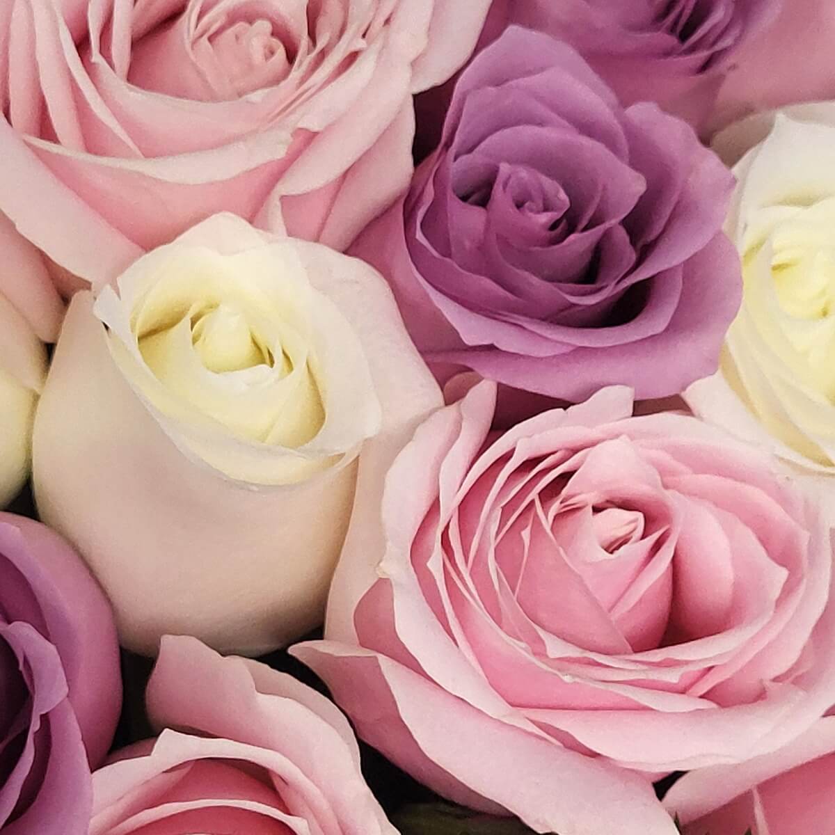 Close-up of pastel-toned roses in pink, lavender, and champagne colour with delicately layered petals and smooth texture | 粉紅、淡紫與象香檳玫瑰特寫，花瓣層層疊疊，質感細緻。