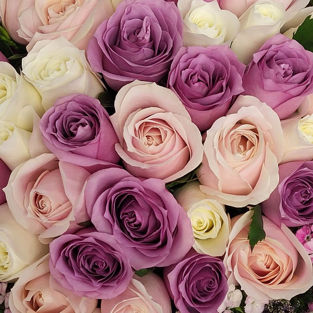 Tightly arranged pink, lavender, and cream roses in a romantic bouquet – 粉紅、紫色與奶油白玫瑰緊密排列，呈現浪漫花束