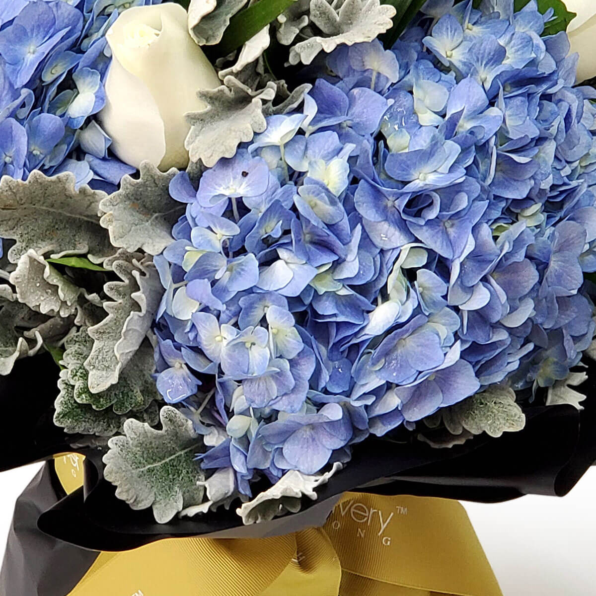 Close-up of blue hydrangeas mixed with white roses and dusty miller leaves, presented in black wrapping with golden ribbon - 藍繡球花、白玫瑰與銀葉菊近拍，黑色包裝配金色絲帶