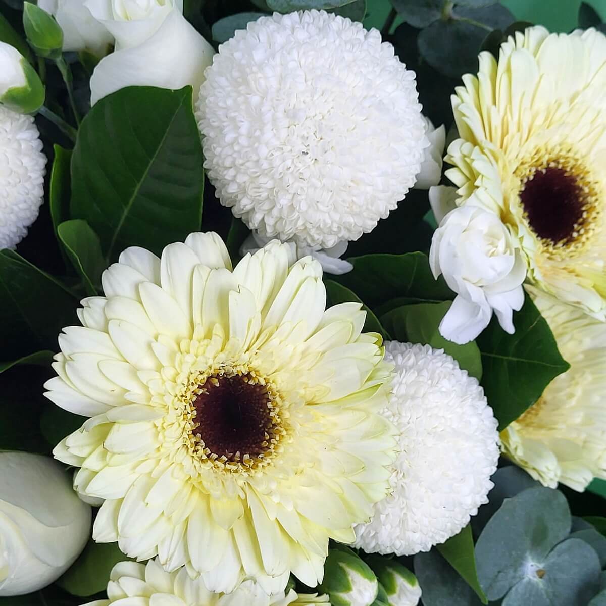 Zoomed-in view of soft yellow gerberas, round white button chrysanthemums, and white rosebuds with green leaves. 淡黃非洲菊、白色乒乓菊與白玫瑰花苞的放大構圖。