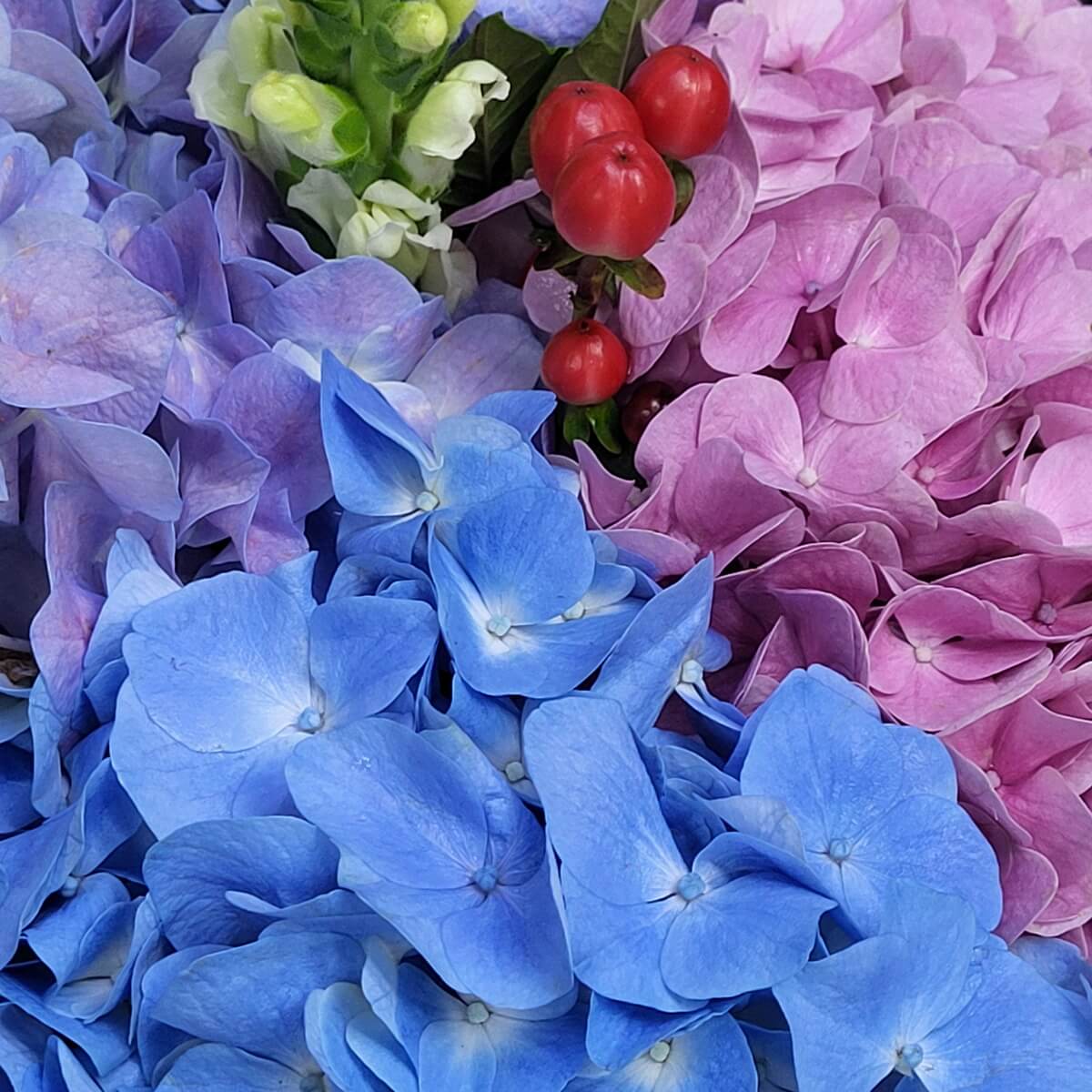 Close-up of blue and pink hydrangeas with red hypericum berries. | 藍色與粉紅繡球花特寫，點綴紅燈籠果。