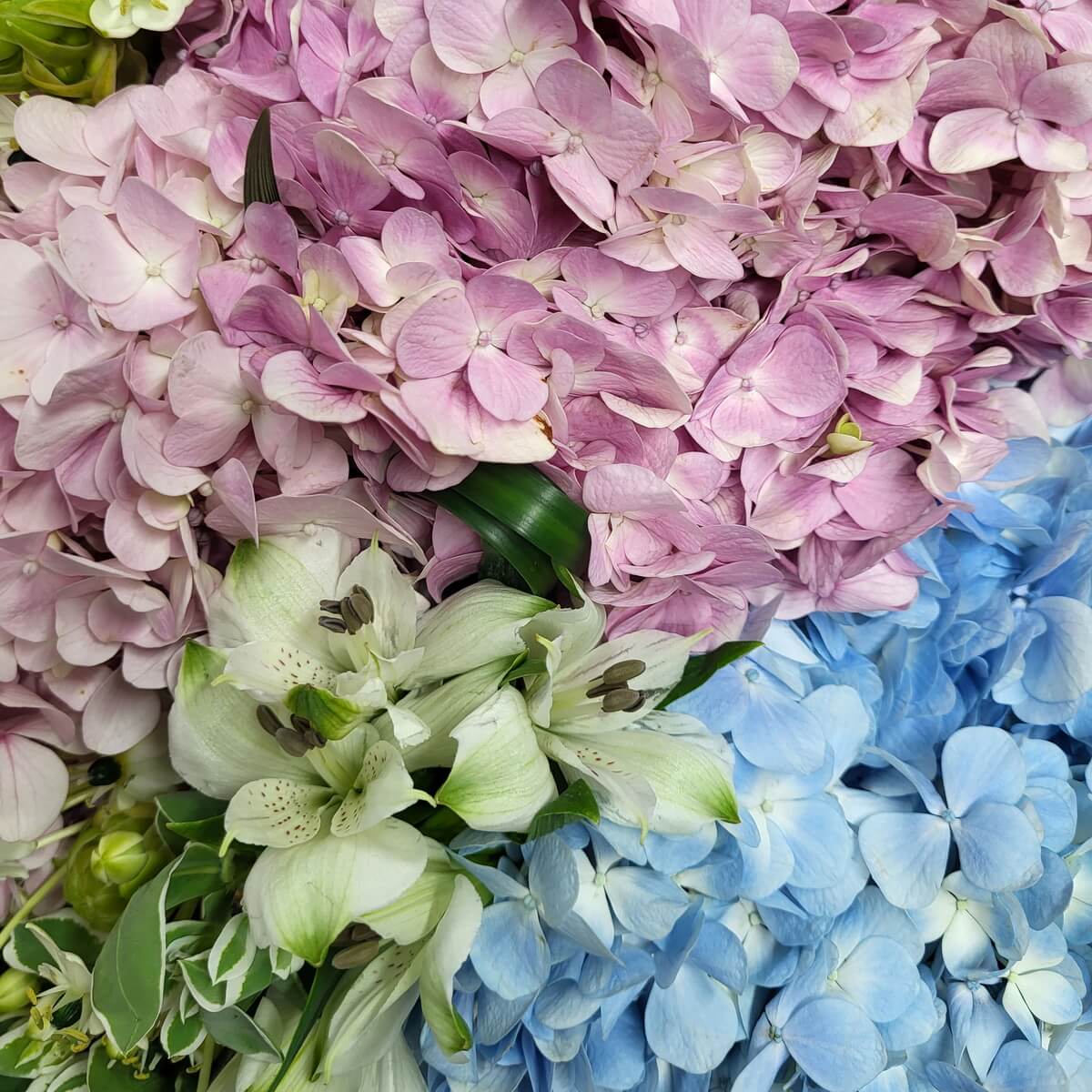 Close-up of pink and blue hydrangeas with white alstroemeria. 粉藍繡球花配白色六出花的特寫畫面。