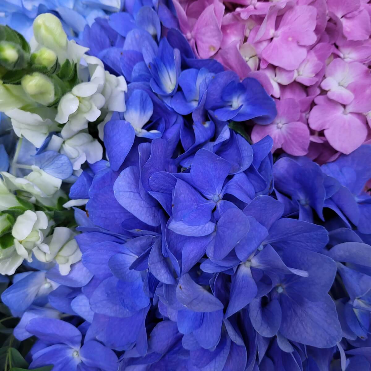 Close-up of vivid blue and pink hydrangeas accented by white and pale blue snapdragons | 鮮明藍粉繡球花特寫，襯以白色與淡藍金魚草花束