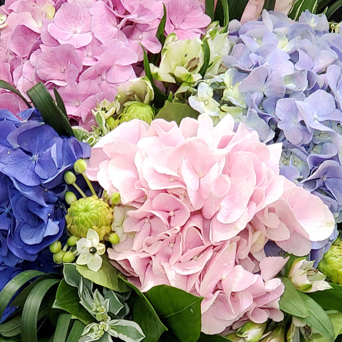 Detail view of mixed hydrangeas in pastel pink, lilac, and deep blue tones, complemented by green button chrysanthemums and assorted greenery - 粉紅、淺紫與深藍繡球花配綠色乒乓菊及綠葉細節圖