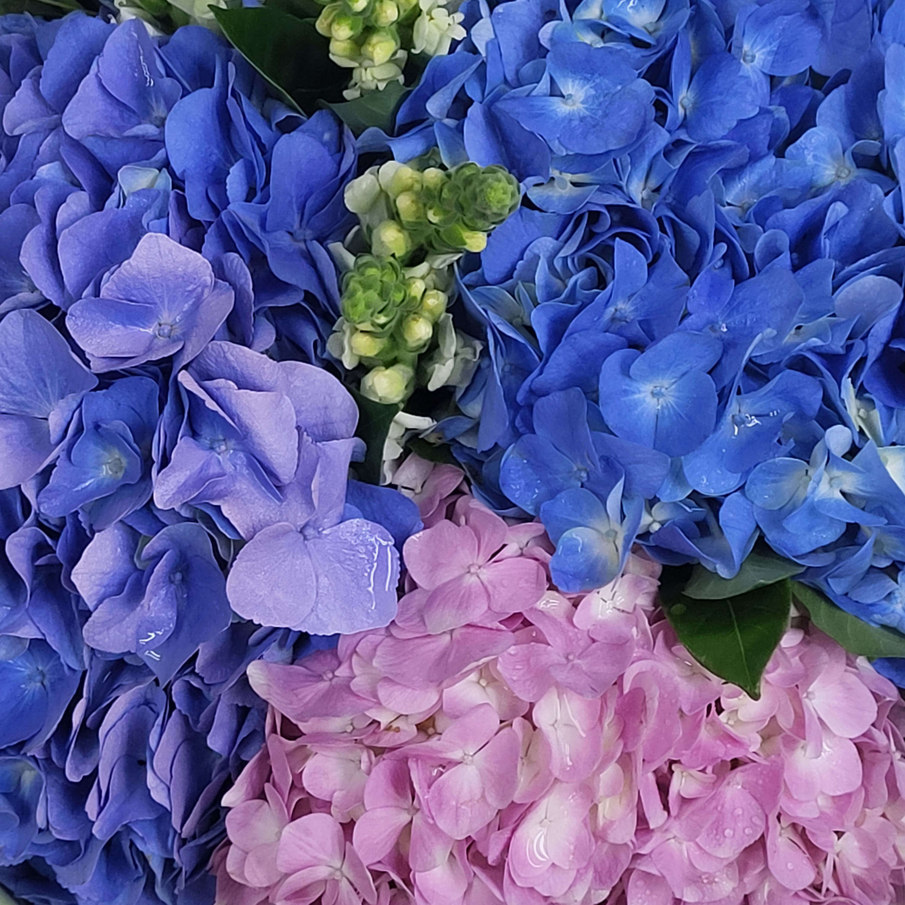 Close-up of fresh blue, purple, and pink hydrangea clusters with budding white snapdragons and green leaves | 新鮮藍、紫、粉紅繡球花特寫，伴白色金魚草花苞與綠葉。