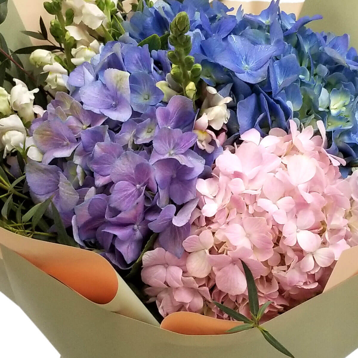 Mixed bouquet of pink, lavender, and deep blue hydrangeas combined with white snapdragons and greenery in a soft-tone wrap - 粉紅、薰衣草紫與深藍繡球花配白金魚草與綠葉，柔色包裝呈現