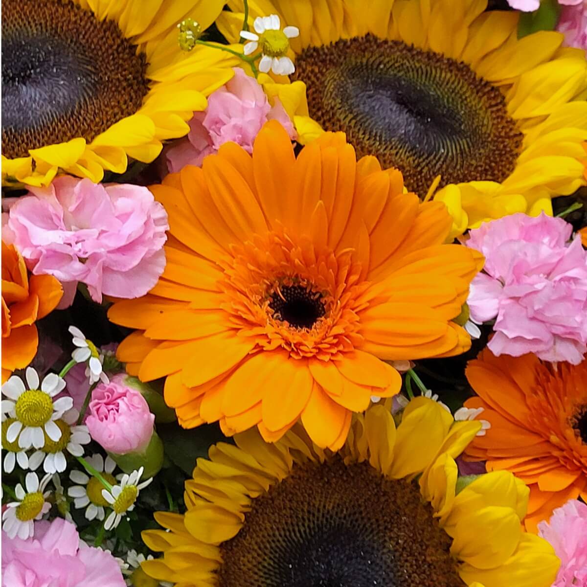 Close-up of orange gerberas, yellow sunflowers, pink mini carnations, and chamomile blooms with lush greenery | 橙菊、黃向日葵、粉紅小康乃馨及洋甘菊特寫，綠葉點綴。