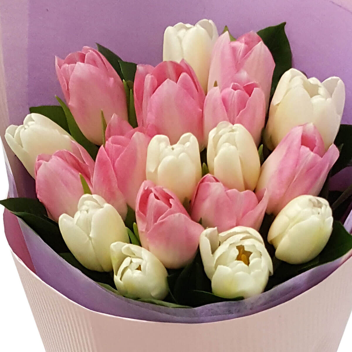 Full view of a bouquet with alternating pink and white tulips, accented by dark green foliage and wrapped in soft lilac and blush paper - 粉紅與白色鬱金香交錯排列，配深綠葉與淡紫粉紅包裝的完整花束
