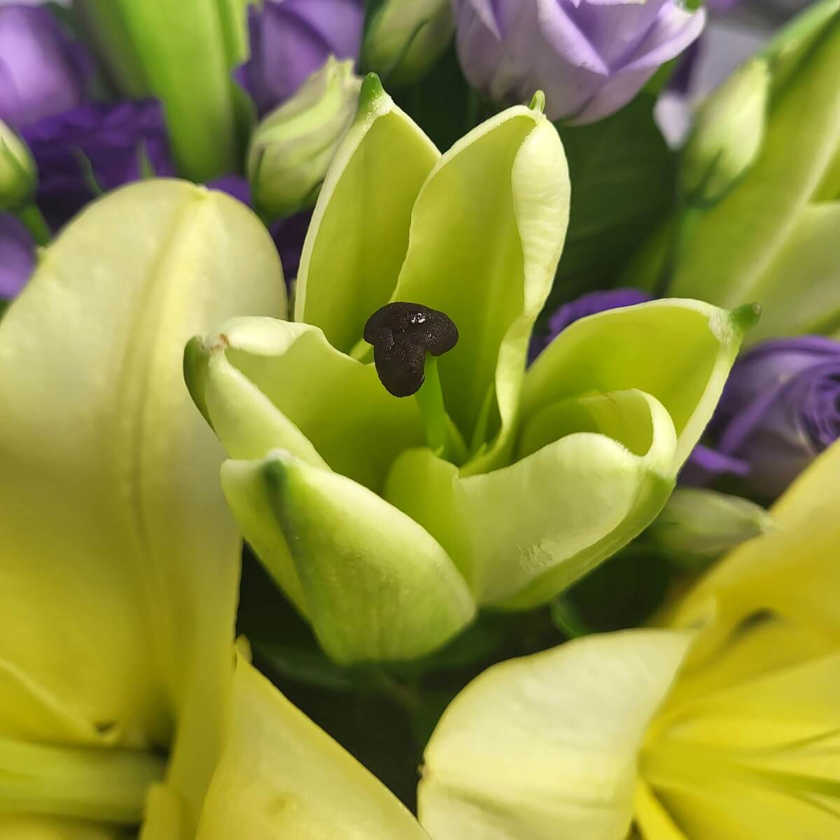 Detailed close-up of a soft yellow lily with a dark central stamen, encircled by blooming and budding purple lisianthus | 黃百合與紫桔梗花朵及花苞交織，特寫層次分明。