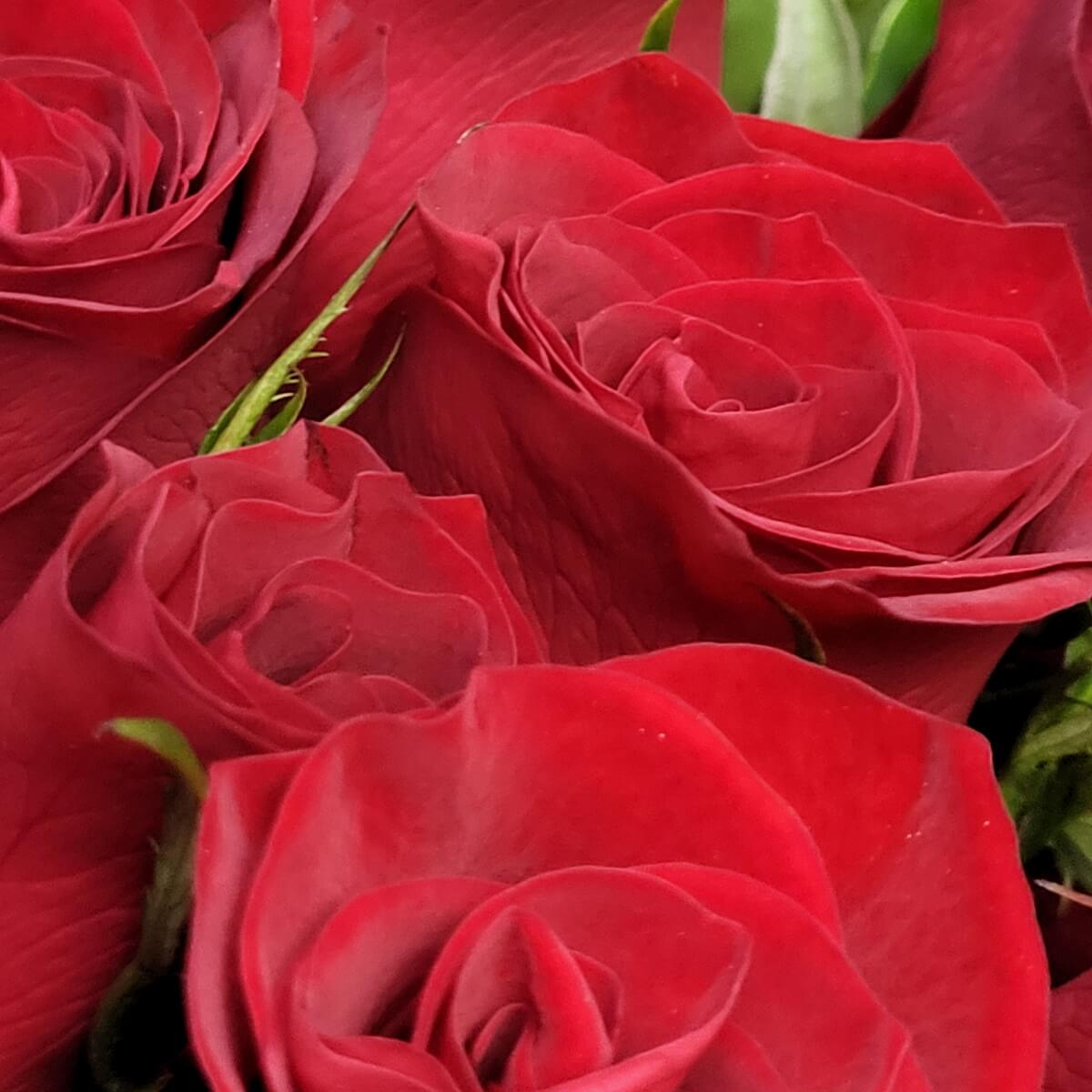 Close-up of multiple deep red rose blooms with layered velvety petals and hints of green sepals. | 多朵深紅玫瑰特寫，花瓣層疊絲滑，綠色花萼若隱若現。