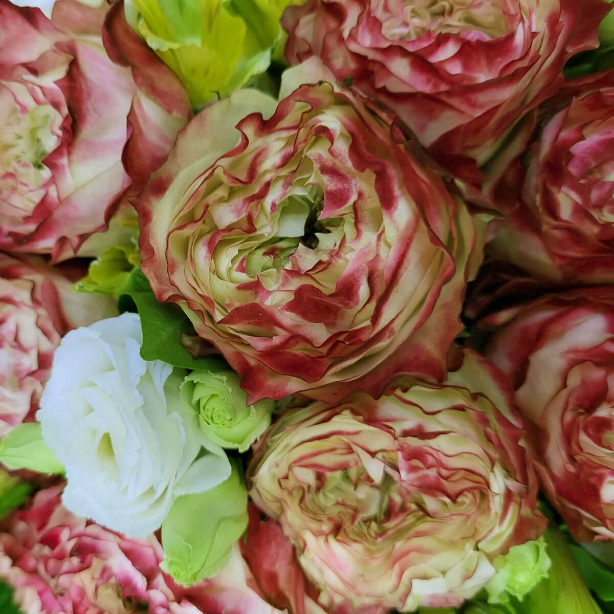 Detailed view of cream ranunculus with red-edged petals, alongside white blooms and pale green buds | 奶油色洋牡丹特寫，花瓣帶紅邊，配以白花與淡綠色花苞点綴