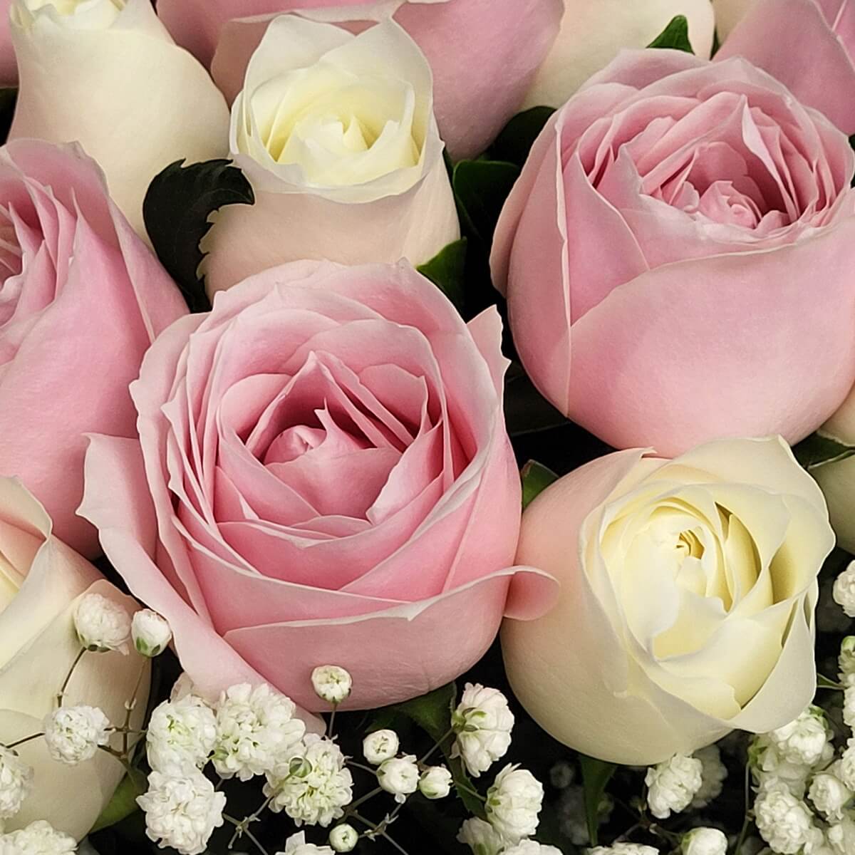 Close-up of soft pink and champagne roses surrounded by white baby's breath flowers 柔粉與香檳玫瑰花特寫，點綴細小純白滿天星，整體呈現柔和色調層次。