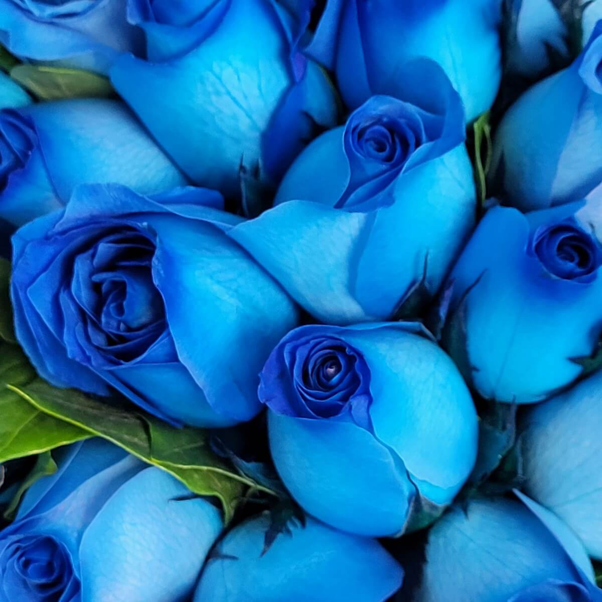Close-up of rich blue roses with tightly furled petals and subtle green foliage accents. 鮮藍玫瑰花瓣捲曲排列，綠色葉片微露，構成鮮明的視覺層次。