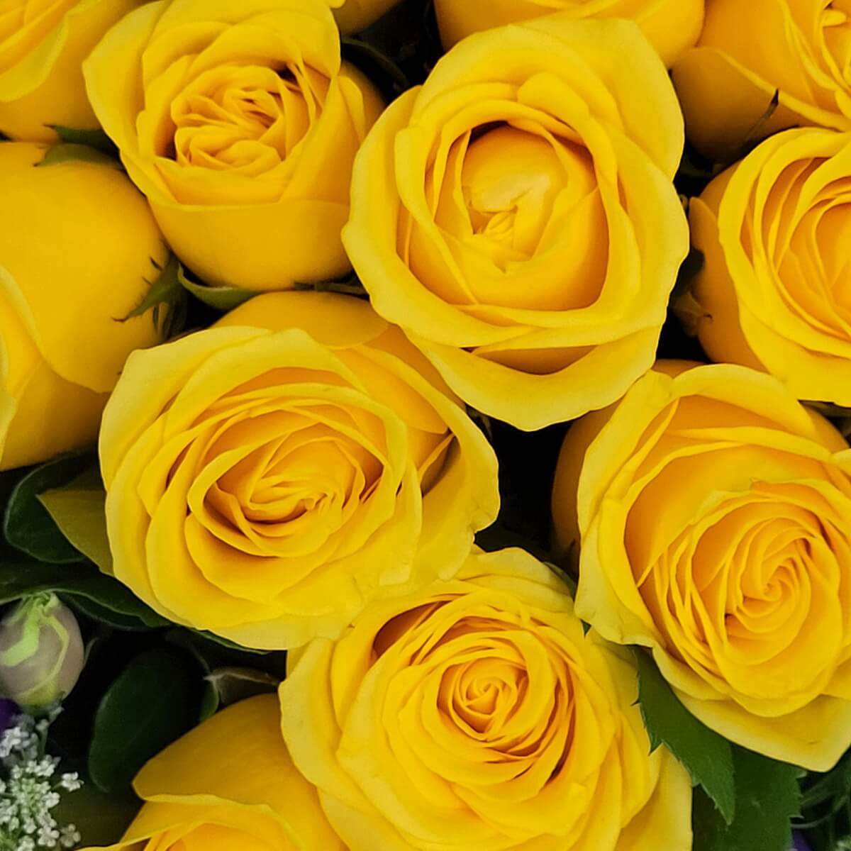 Close-up of clustered yellow roses with smooth, layered petals and subtle green foliage around the blooms | 密集黃色玫瑰特寫，花瓣層次分明，綠葉圍繞。