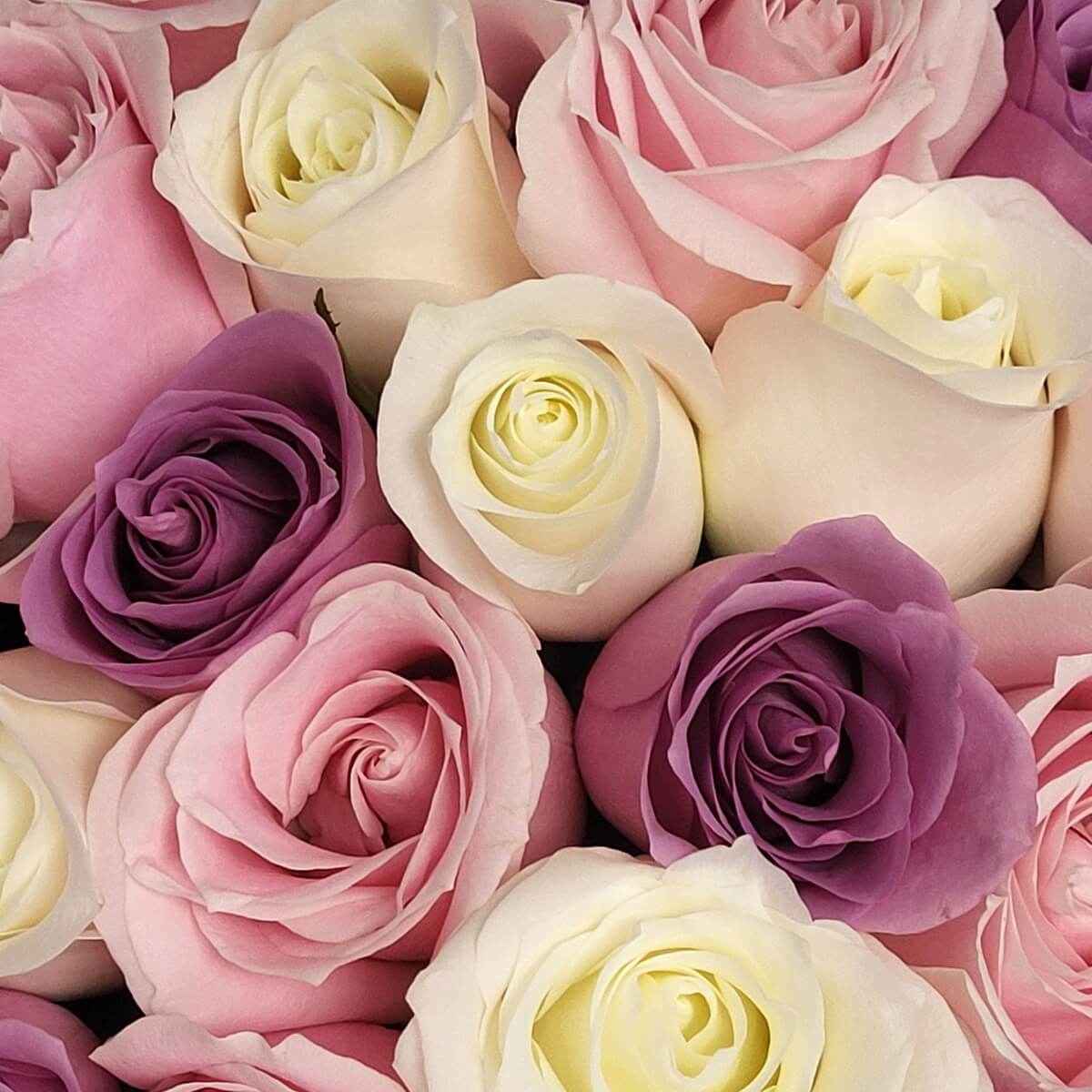Close-up of pastel-toned roses in ivory, blush pink, and lavender with delicately spiraled petals and soft texture | 象牙白、粉紅與薰衣草紫玫瑰特寫，花瓣層層疊疊，質感細膩。