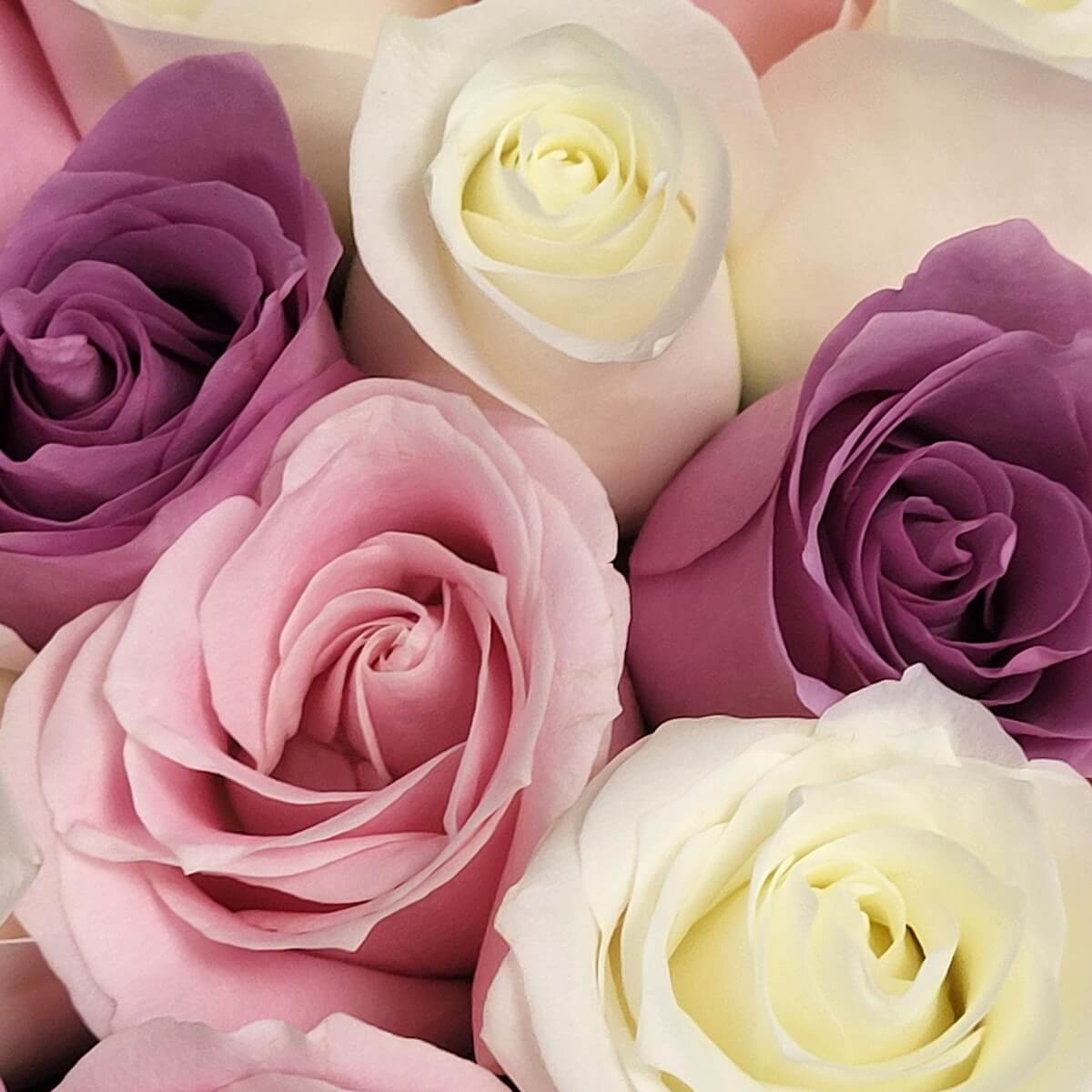 Close-up of pastel-toned roses in blush pink, ivory white, and soft lavender with velvety petals | 粉紅、象牙白與淡紫玫瑰特寫，花瓣質感柔滑細緻。