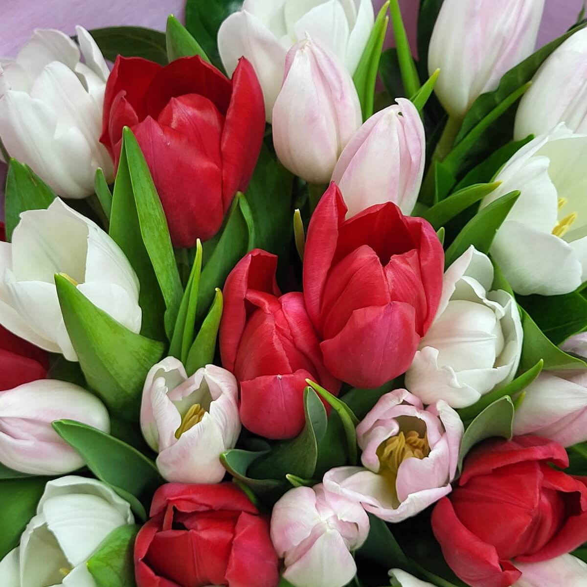 Close-up of red, white, and blush pink tulips in full bloom with green foliage 紅色、白色及淡粉色鬱金香花特寫，花瓣緊密綻放，綠葉襯托，呈現清新鮮明的視覺效果。