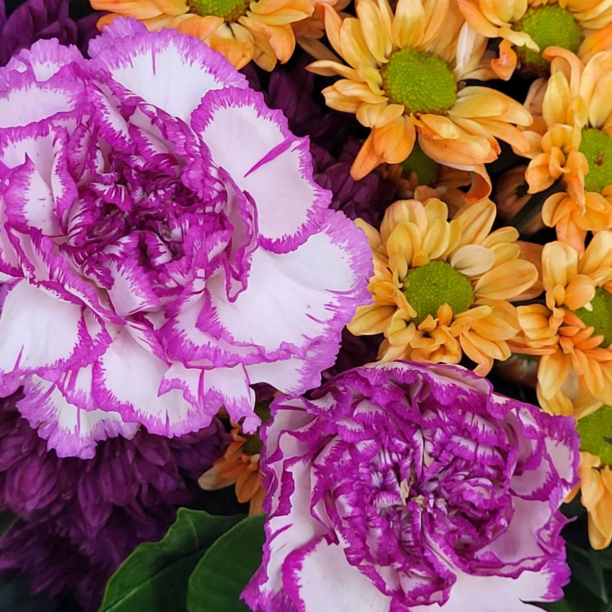 White carnations with ruffled purple edges alongside orange-yellow chrysanthemums with green centers - 紫邊白康乃馨與綠芯橙黃菊花組成的豐富配色花藝。