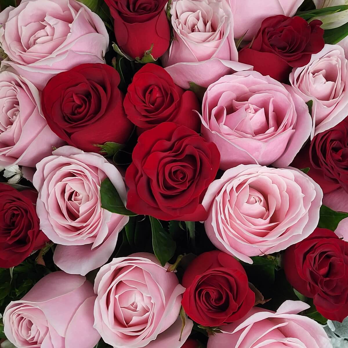 Close-up of red and light pink roses in a tightly packed bouquet, showing layered petals and green foliage 紅玫瑰與粉紅玫瑰緊密排列，層層花瓣與綠葉清晰可見的特寫畫面