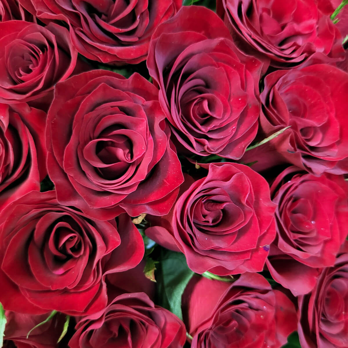 Close-up of velvety red roses with layered petals and soft texture. | 絨面紅玫瑰特寫，花瓣層次分明，質感柔和。