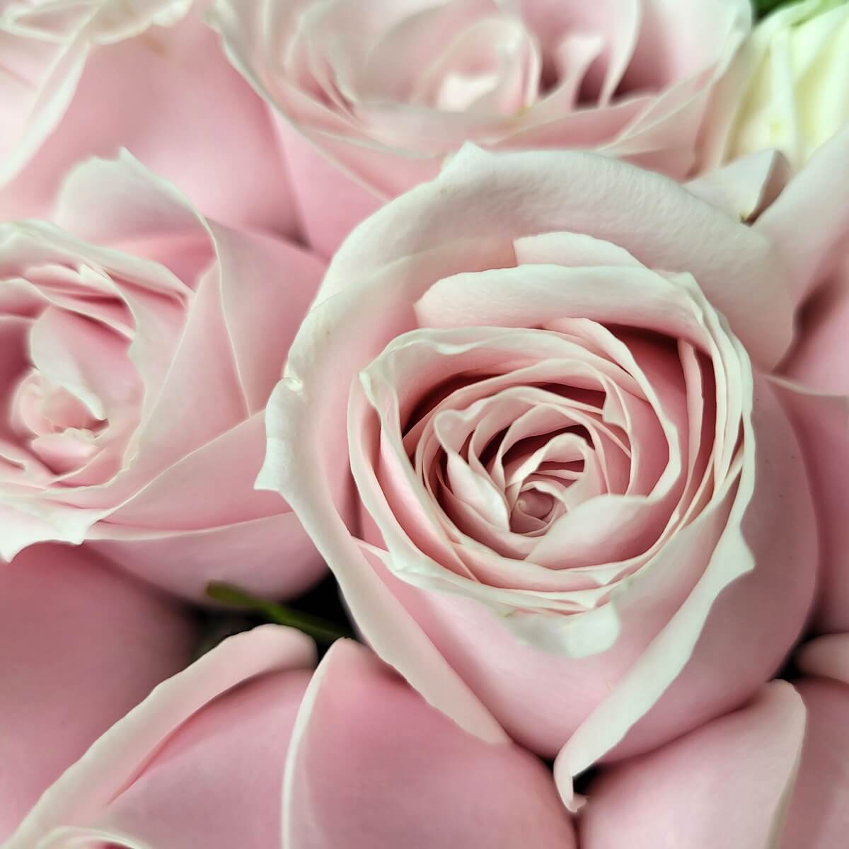 11502 pink proposal bouquet closeup