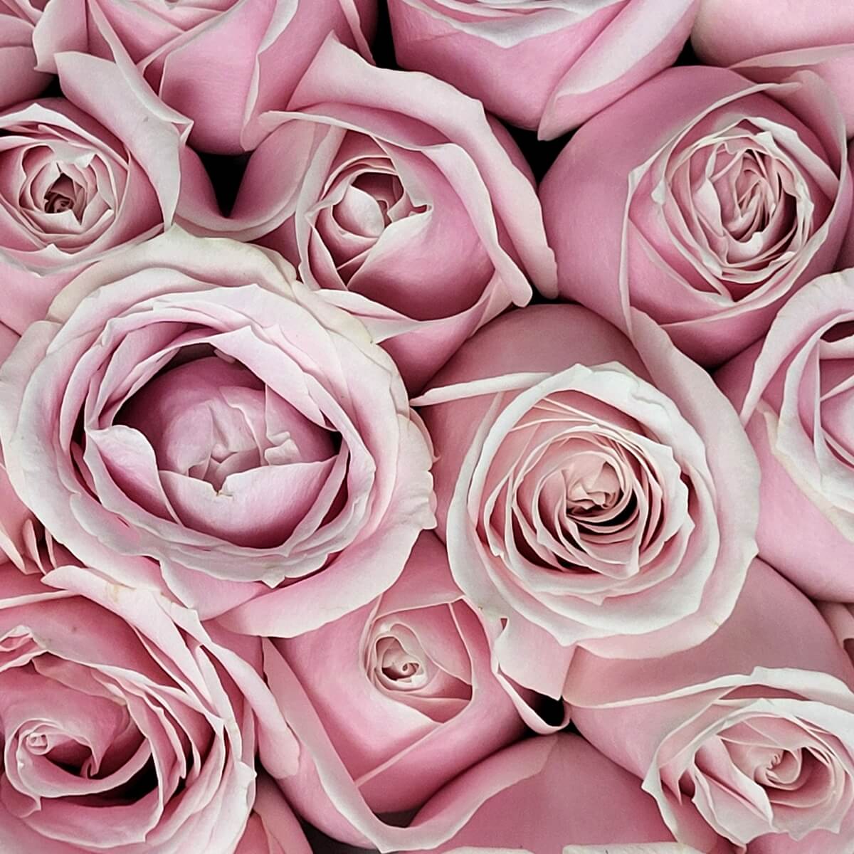 Close-up of tightly clustered pale pink roses with delicately layered petals and soft tones - 淡粉玫瑰密集排列，花瓣細緻層疊，色調柔和，展現精緻對稱美感。