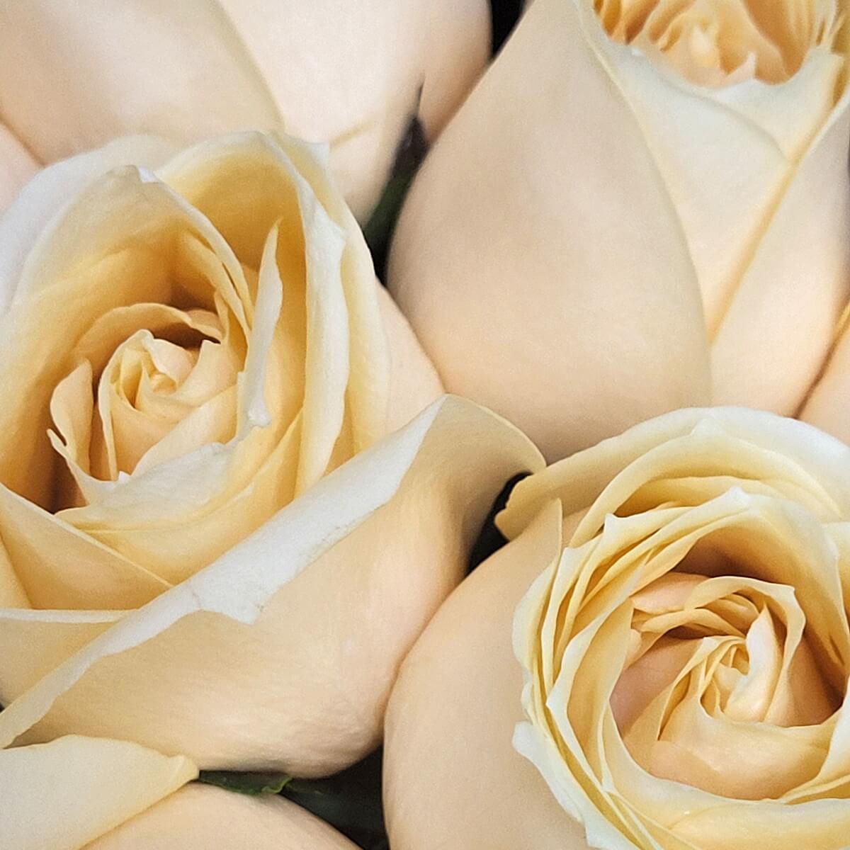Close-up of clustered pale yellow roses with soft, spiraled petals and a creamy texture | 淡黃色玫瑰密集特寫，花瓣螺旋層疊，質感柔潤。