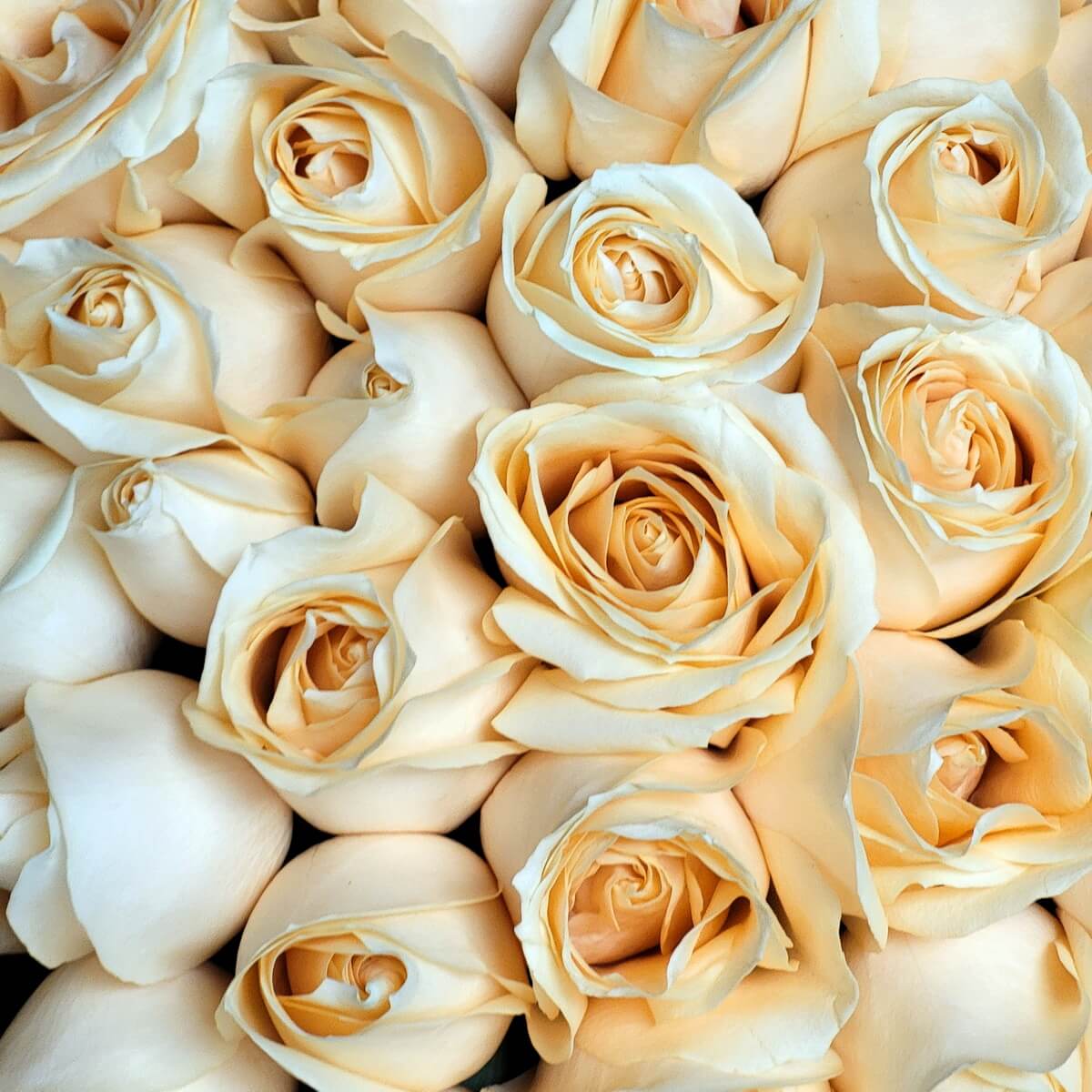 Close-up of champagne roses with soft petals - 香檳色玫瑰特寫，花瓣層次柔美，排列緊密對稱。