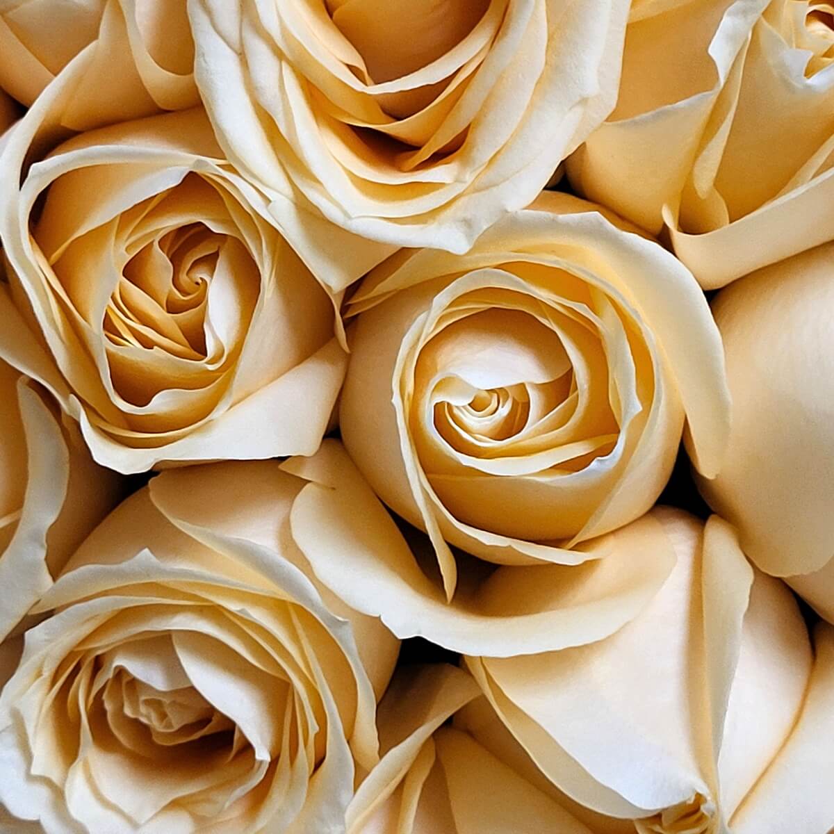 Close-up of tightly arranged champagne roses with smooth, curled petals and soft golden-beige tones - 香檳玫瑰密集排列，花瓣順滑捲曲，展現柔和米金色調。