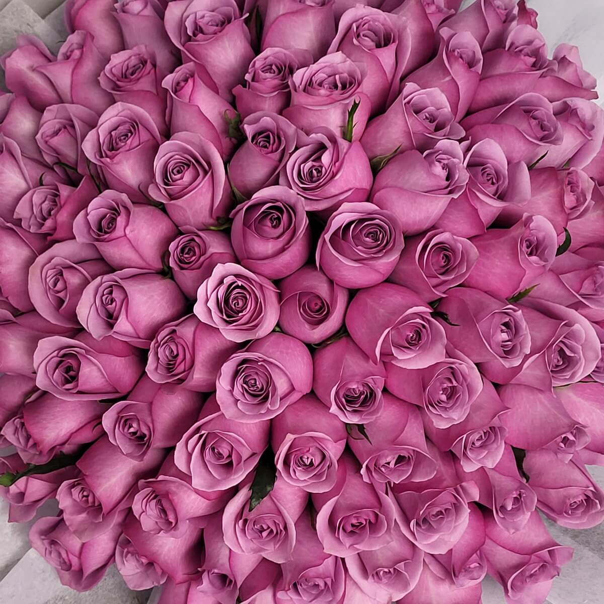 Zoomed-in view of tightly packed lavender roses with visible petals in spiral layout 紫玫瑰花瓣特寫，密集螺旋排列