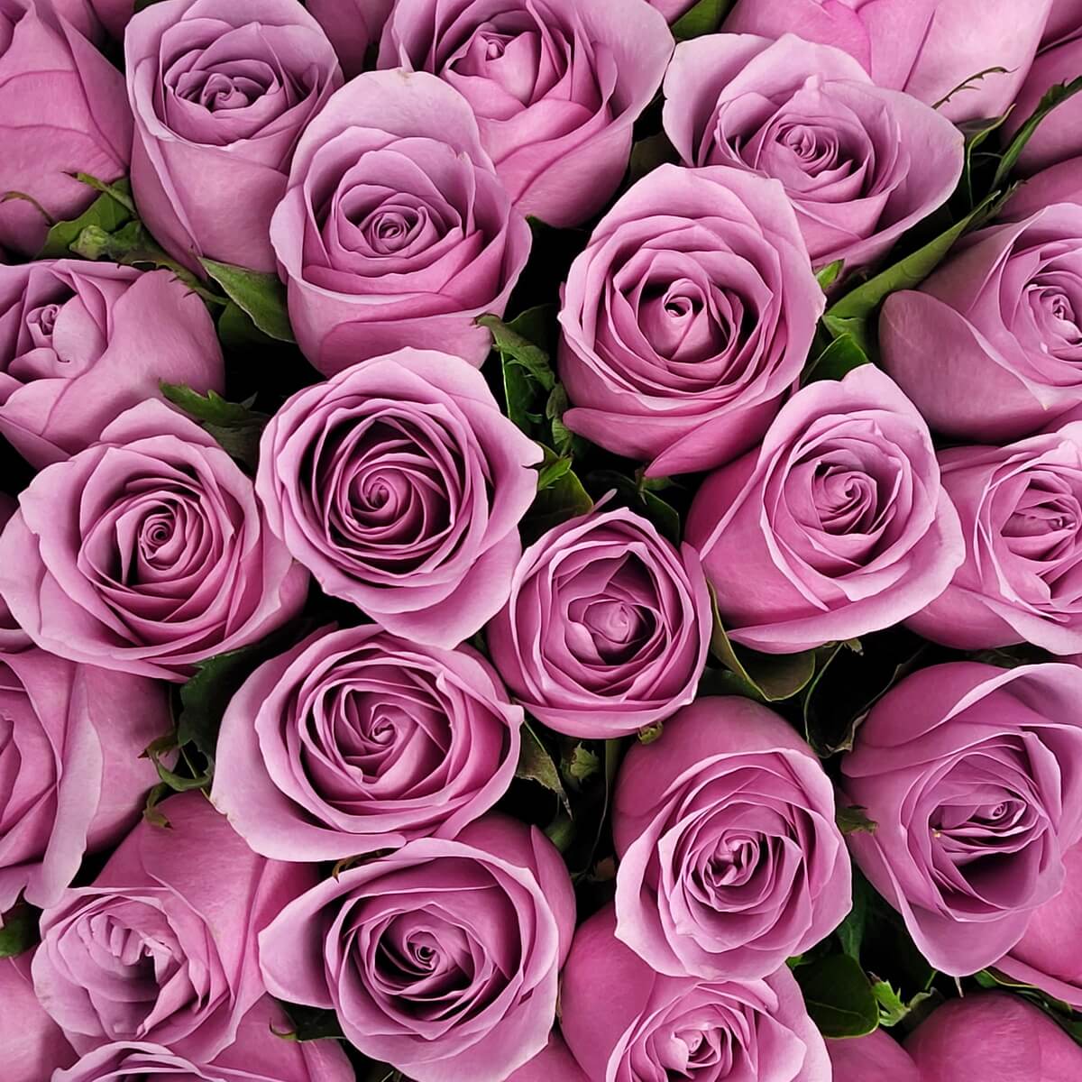 Close-up of lavender roses with symmetrical spiral petals and lush green foliage 細節圖顯示薰衣草紫玫瑰，花瓣排列緊密，綠葉鮮嫩，整體花型均勻飽滿。