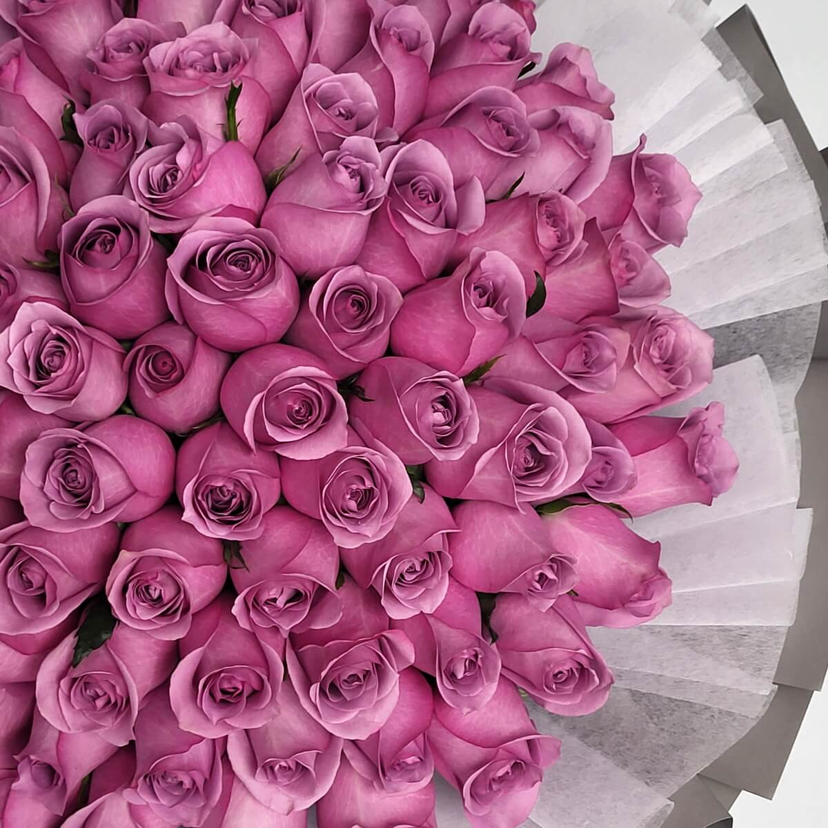 Partial close-up of lavender roses arranged in tight layers, framed by white and grey wrapping 紫玫瑰層疊特寫，配灰白包裝紙