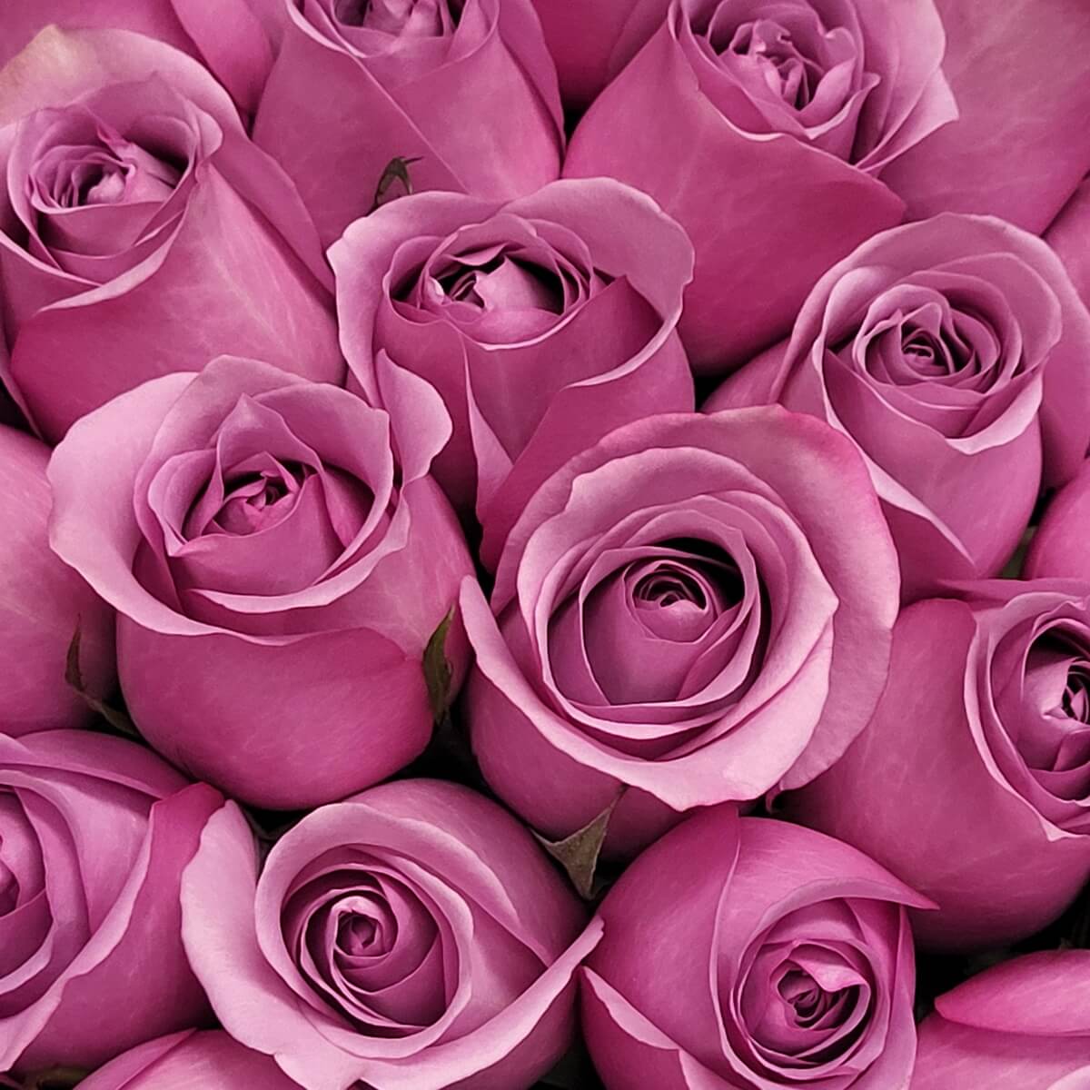Extreme close-up of lavender roses showing petal texture and curvature 紫玫瑰極致特寫，花瓣紋理及曲線清晰可見