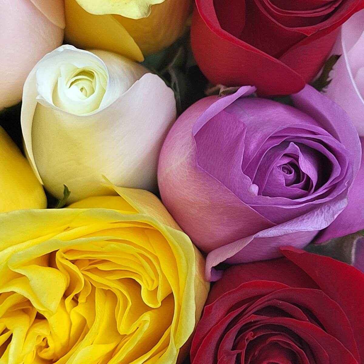 Close-up of mixed roses in vibrant shades of yellow, red, white, and lavender, featuring tightly furled petals. 多色玫瑰花特寫，黃、紅、白、紫花瓣緊密排列，展現濃郁層次感。