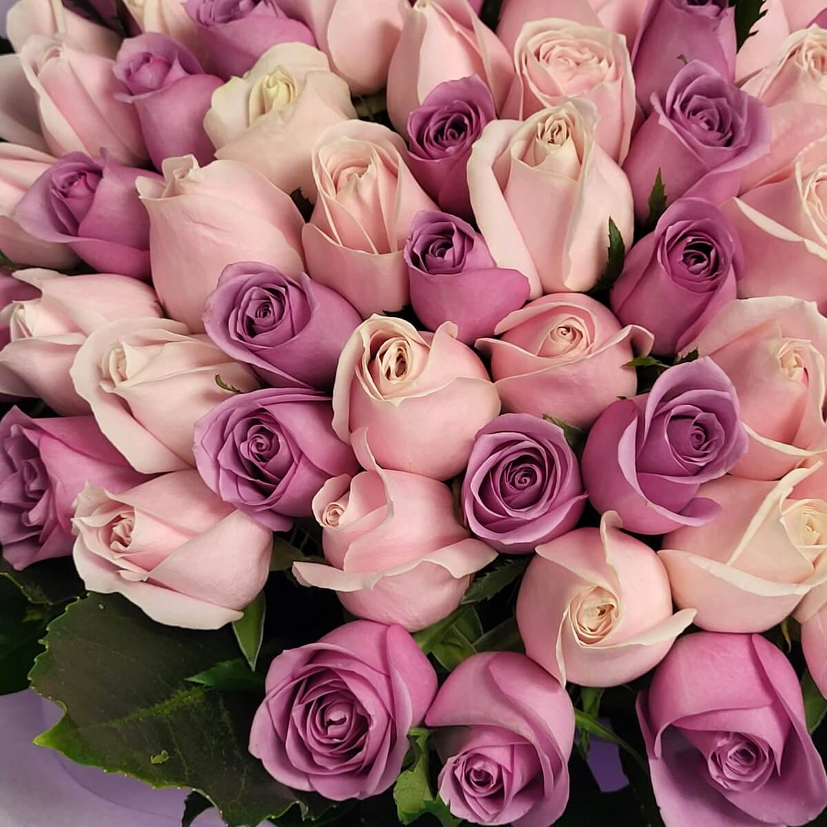 Zoomed-in view of tightly clustered lavender and light pink roses with lush green foliage - 紫色及淺粉玫瑰密集排列，配鮮綠葉片