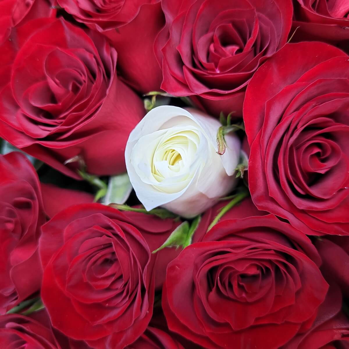 Detailed view of multiple red roses encircling one white rose with soft petals and spiral form | 多朵紅玫瑰包圍一朵白玫瑰特寫，花瓣柔和，層層旋轉排列