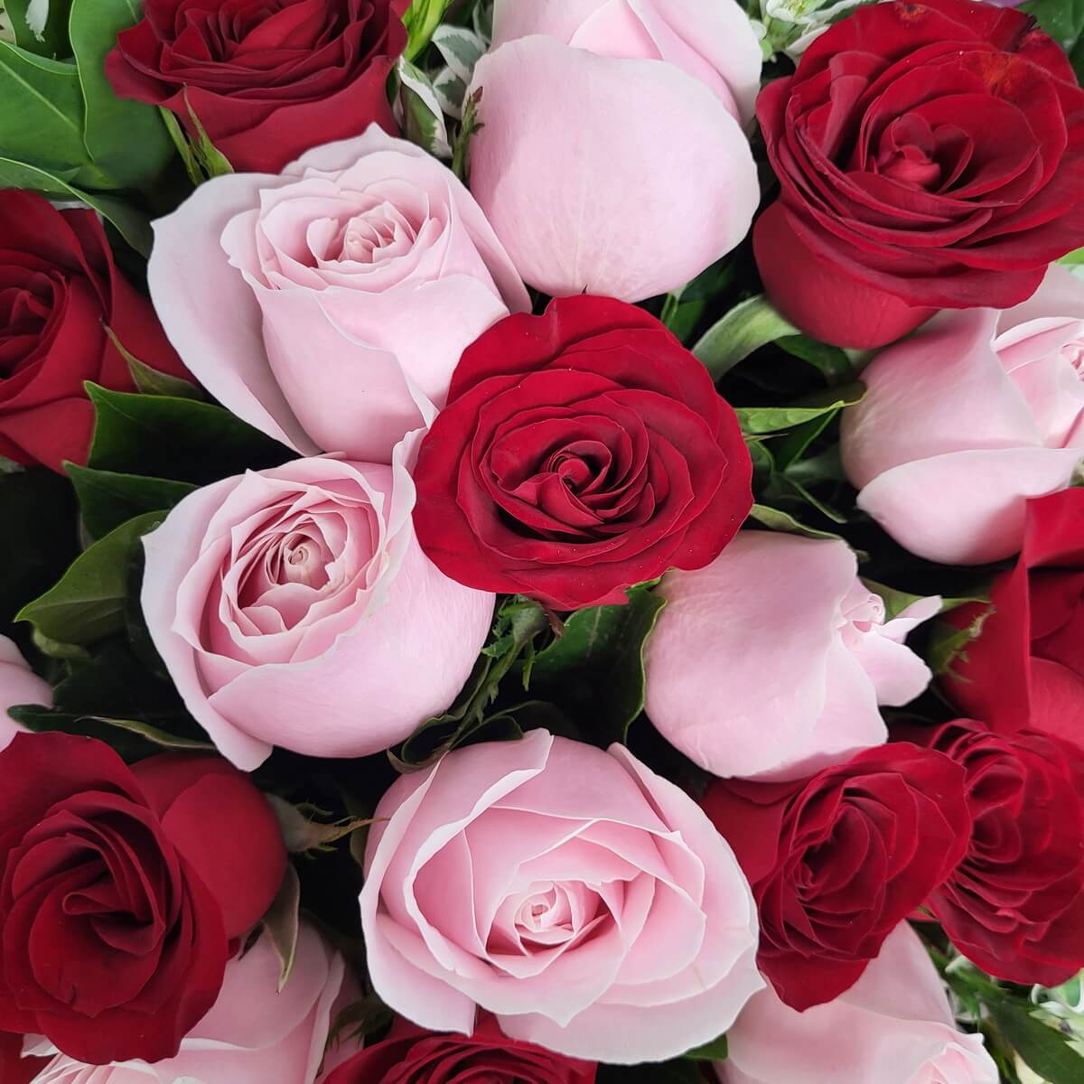 Luxury bouquet of red and pink roses with green leaves