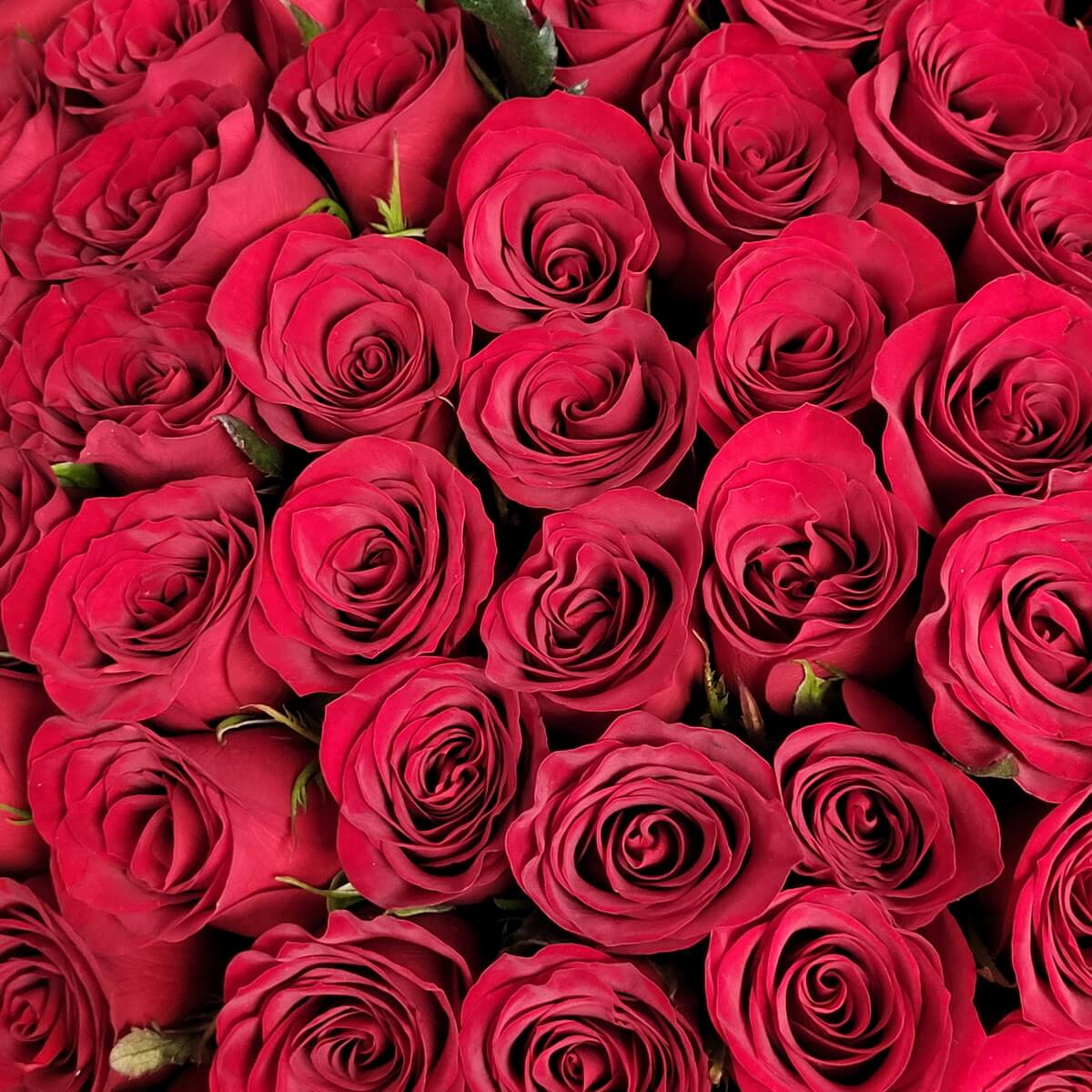 Close-up of red rose heads tightly clustered showing velvety petals and spiral centers - 紅玫瑰花頭特寫緊密排列展現絲絨花瓣與螺旋花心