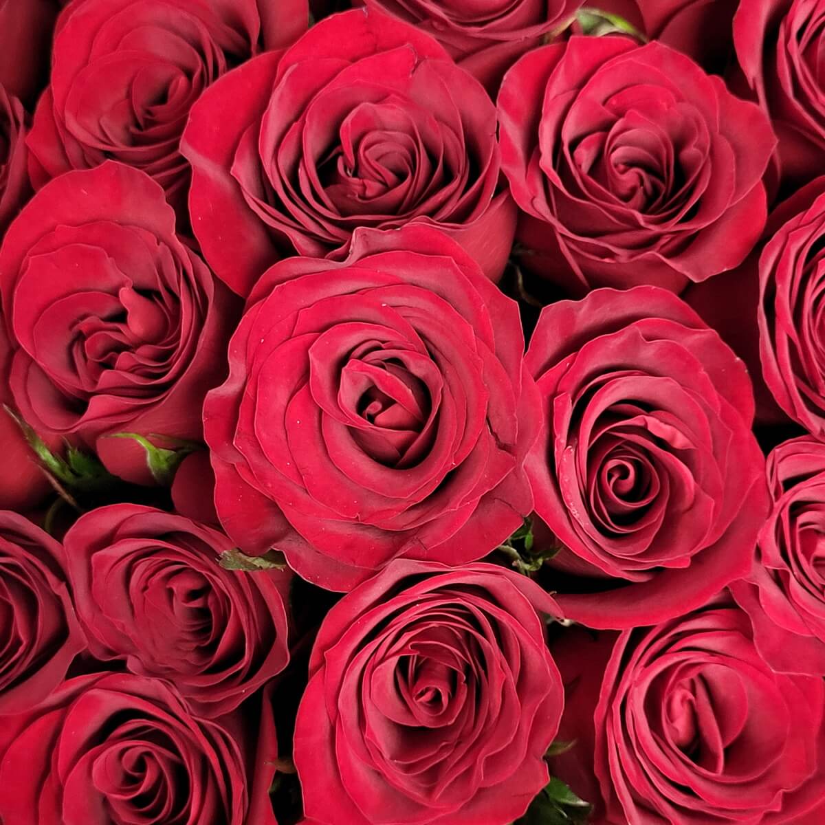 Macro close-up of densely arranged red rose heads showing smooth velvety petals and tightly furled spiral centers in deep red tone - 紅玫瑰花頭微距特寫密集排列展現柔滑絲絨花瓣與深紅螺旋花心