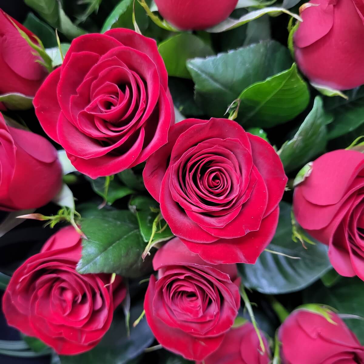 Close-up of velvety red roses with rich petal texture, surrounded by glossy green leaves. | 天鵝絨般紅玫瑰花瓣層次分明，配以光澤綠葉的特寫圖像。