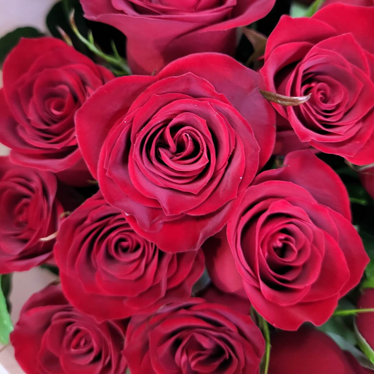 Close-up of multiple deep red roses in full bloom, showcasing their spiraled petals and vivid texture. | 多朵深紅玫瑰盛開的特寫圖像，花瓣旋轉排列，質感鮮明。
