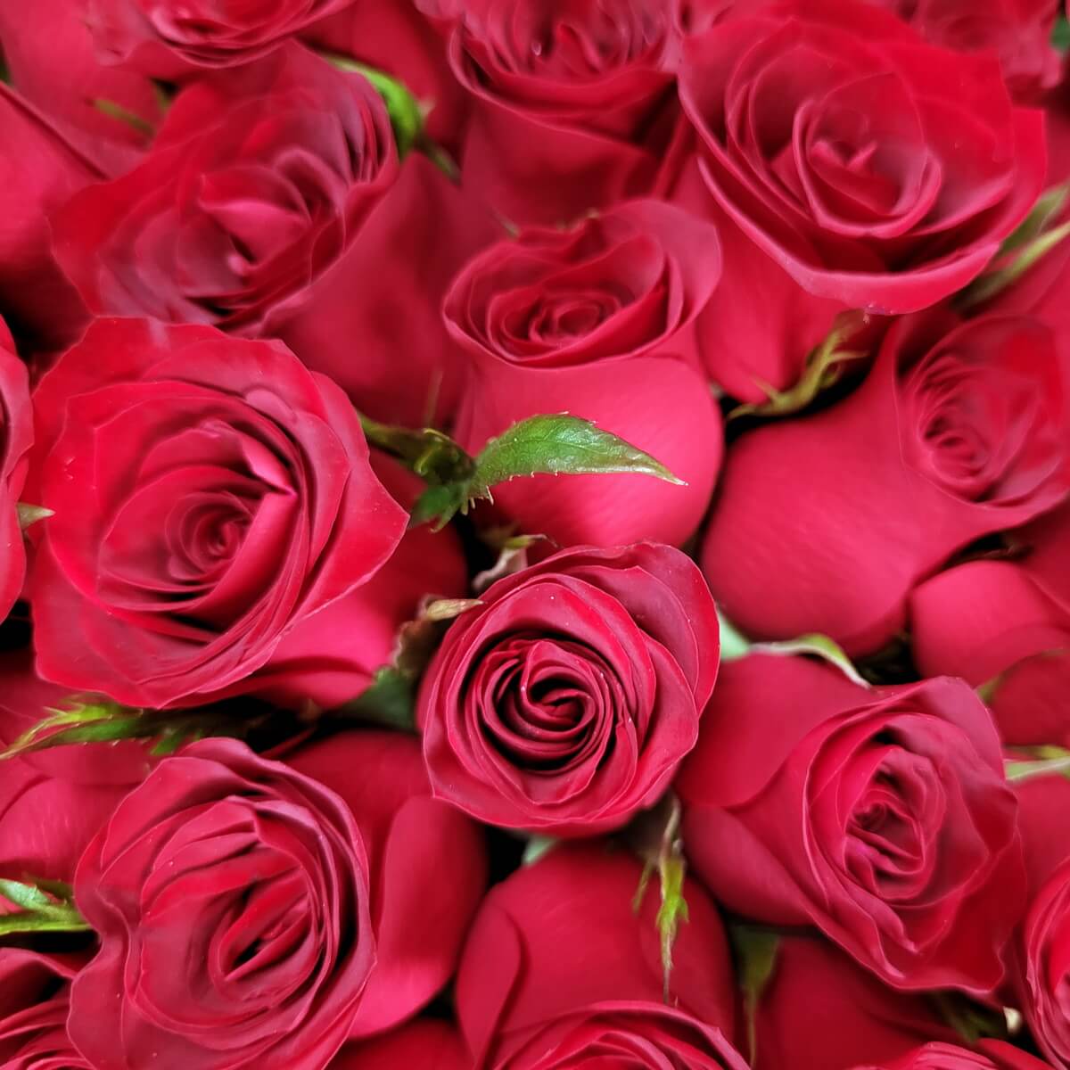 Close-up of multiple red roses arranged densely, featuring velvety petals and scattered green foliage. | 多朵紅玫瑰緊密排列，花瓣柔滑，間中綠葉點綴的特寫圖像。