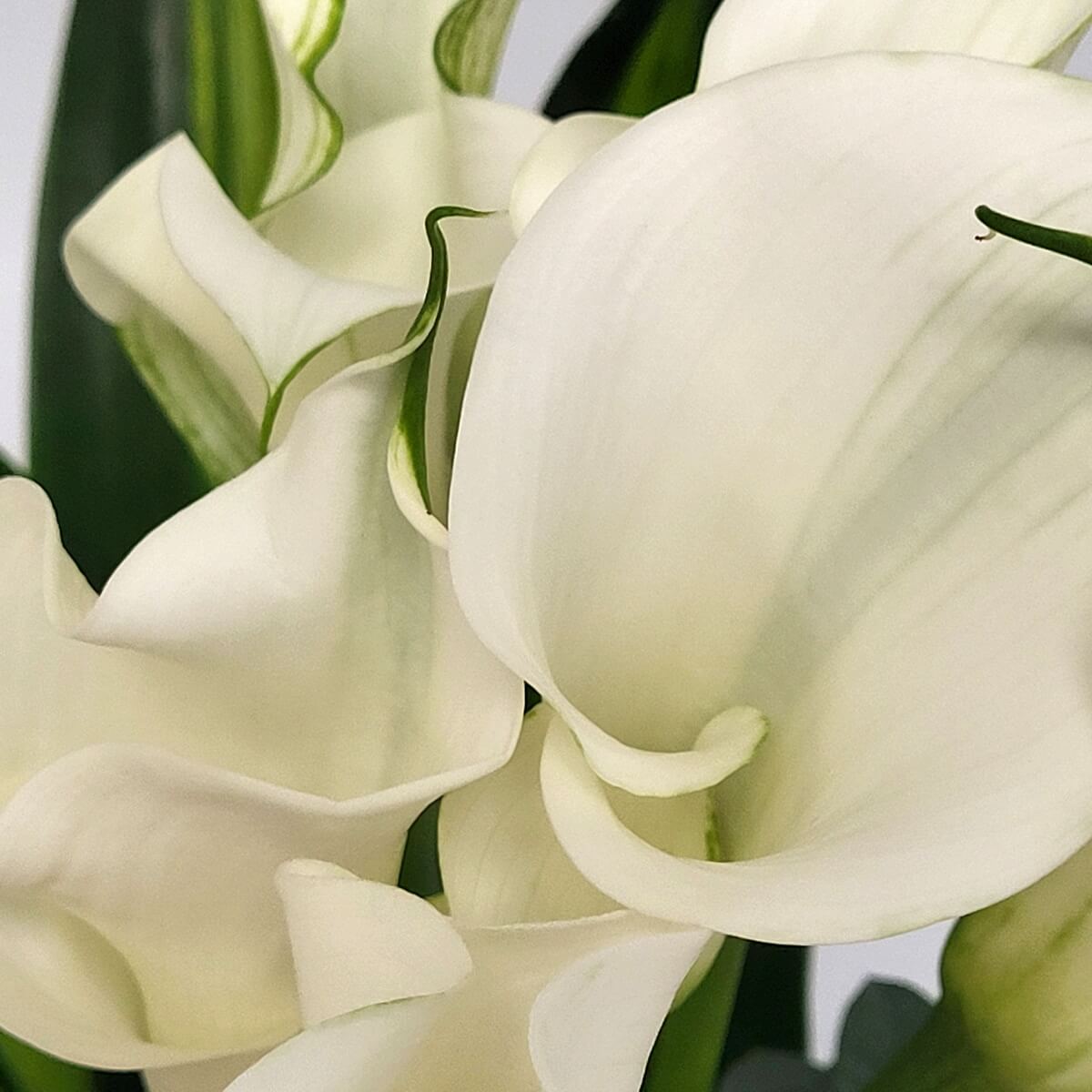 Close-up of white calla lilies with green accents 白馬蹄蘭特寫，白色花瓣帶有柔和綠紋，自然彎曲呈喇叭狀。