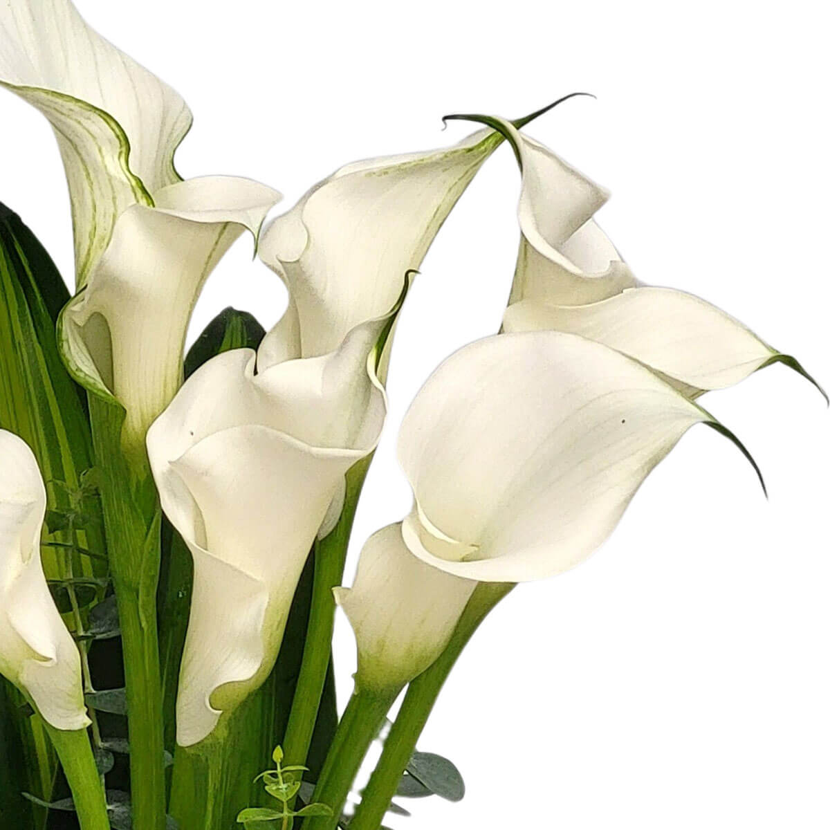 Pure white calla lilies with slender green stems, exuding calm elegance and minimalist beauty 馬蹄蓮以潔白花瓣與翠綠花莖，展現高雅脫俗的自然美感。