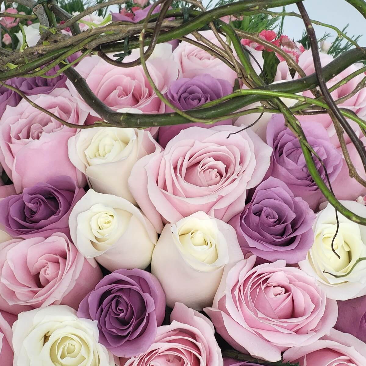 Close-up of pink, purple, and ivory roses with vine detail. 特寫粉紅、紫色與象牙白玫瑰，配綠色藤枝。